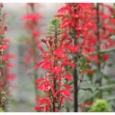 Dennerle Plants Lobelia cardinalis - 1 pz.