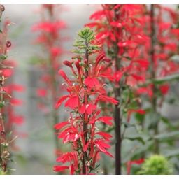 Dennerle Plants Lobelia cardinalis - 1 Pc