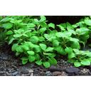 Dennerle Plants Lobelia cardinalis 'Mini' - 1 pz.