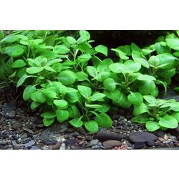 Dennerle Plants Lobelia cardinalis 'Mini' - 1 Stk