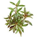 Dennerle Plants Ludwigia glandulosa - 1 Pc