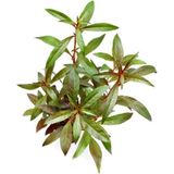 Dennerle Plants Ludwigia glandulosa