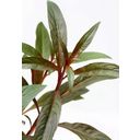 Dennerle Plants Ludwigia glandulosa - 1 Stk