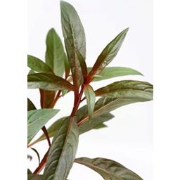 Dennerle Plants Ludwigia glandulosa - 1 Stk