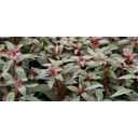 Dennerle Plants Ludwigia glandulosa - 1 pcs