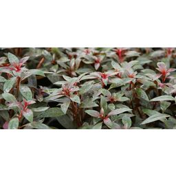 Dennerle Plants Ludwigia glandulosa - 1 st.