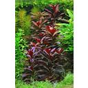 Dennerle Plants Ludwigia glandulosa - 1 Pc