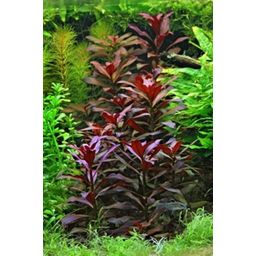 Dennerle Plants Ludwigia glandulosa - 1 pcs