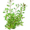 Dennerle Plants Ludwigia repens Rubin - 1 Pc