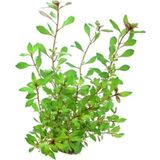 Dennerle Plants Ludwigia repens Rubin