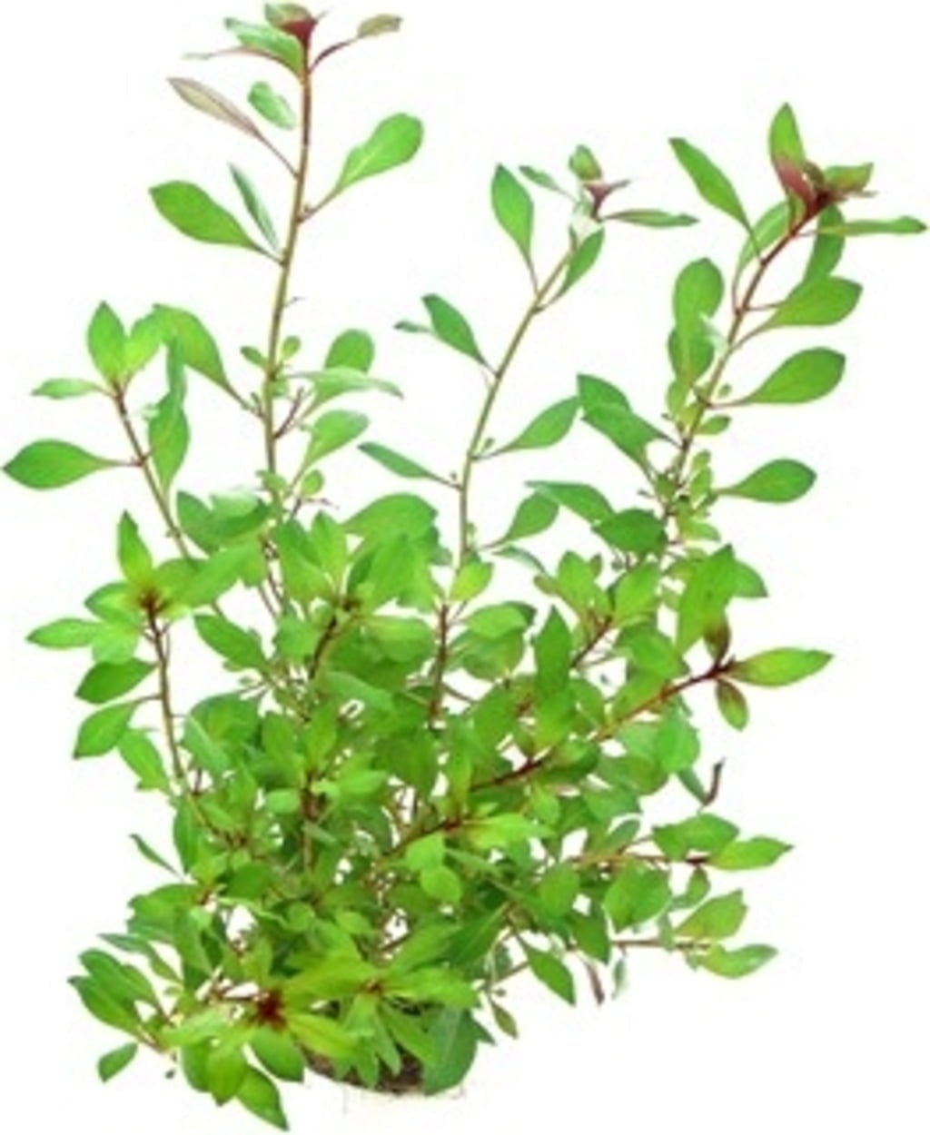 Dennerle Plants Ludwigia repens Rubin - 1 pcs