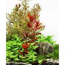 Dennerle Plants Ludwigia repens Rubin - 1 ks