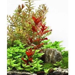 Dennerle Plants Ludwigia repens Rubin - 1 Pc