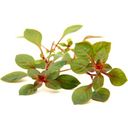 Dennerle Plants Ludwigia palustris Super Red - 1 ks