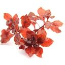 Dennerle Plants Ludwigia palustris Super Red - 1 st.