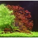 Dennerle Plants Ludwigia palustris Super Red - 1 Szt.