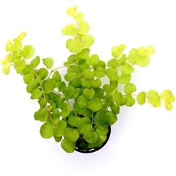 Dennerle Plants Lysimachia nummularia 'Aurea' - 1 Pc