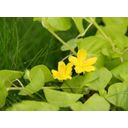 Dennerle Plants Lysimachia nummularia 'Aurea' - 1 pcs