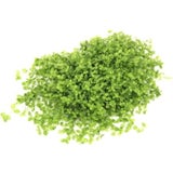 Dennerle Plants Micranthemum tweediei Montecarlo