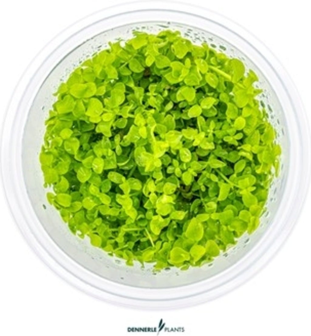 Dennerle Plants Micranthemum tweediei CUP - 1 Stk
