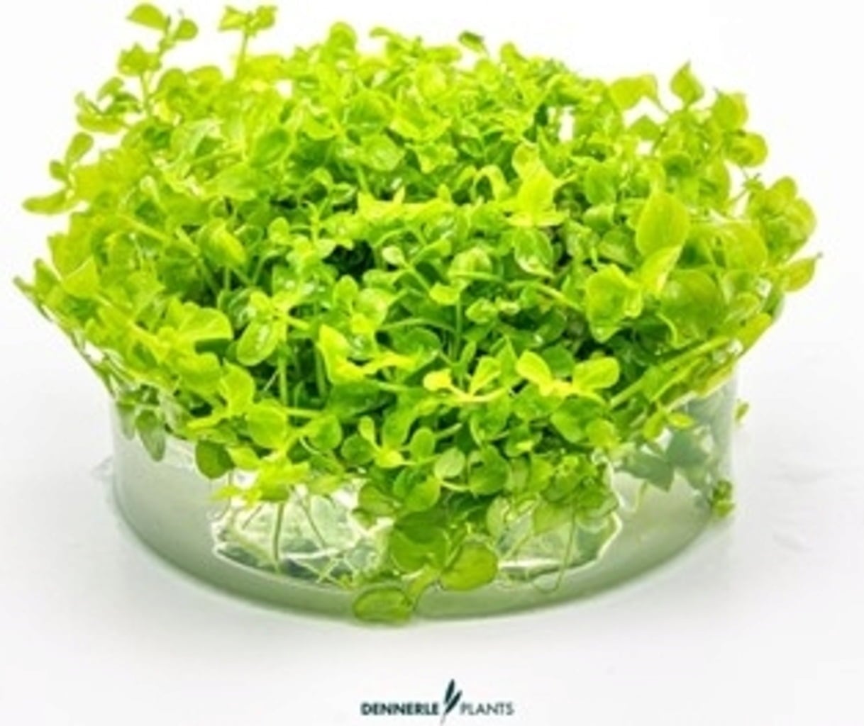 Dennerle Plants Micranthemum tweediei CUP - 1 Stk