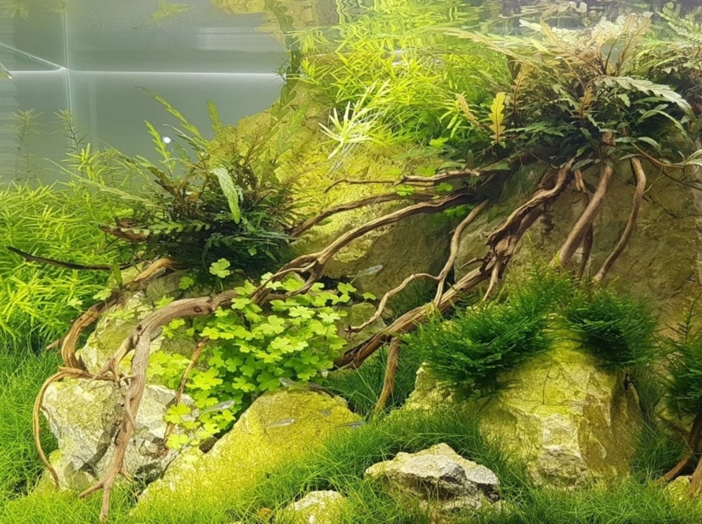 daytime onex50 - 42,0cm - plant