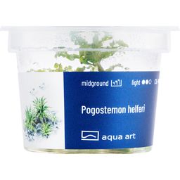 AquaArt Pogostemon helferi - 1 Pc