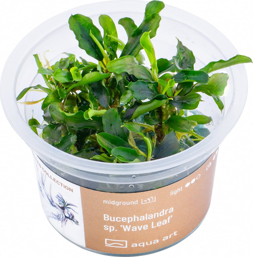 AquaArt Bucephalandra sp. 'Wave leaf' - 1 Stk