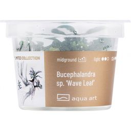 AquaArt Bucephalandra sp. Wave leaf - 1 kom