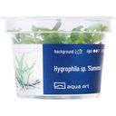 AquaArt Hygrophila sp. 'Siamensis' - 1 Pc