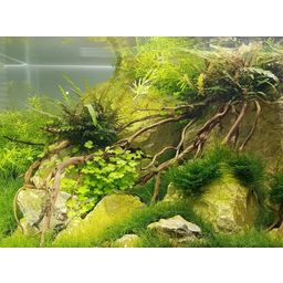 daytime LED onex80 - 72,0cm - plant