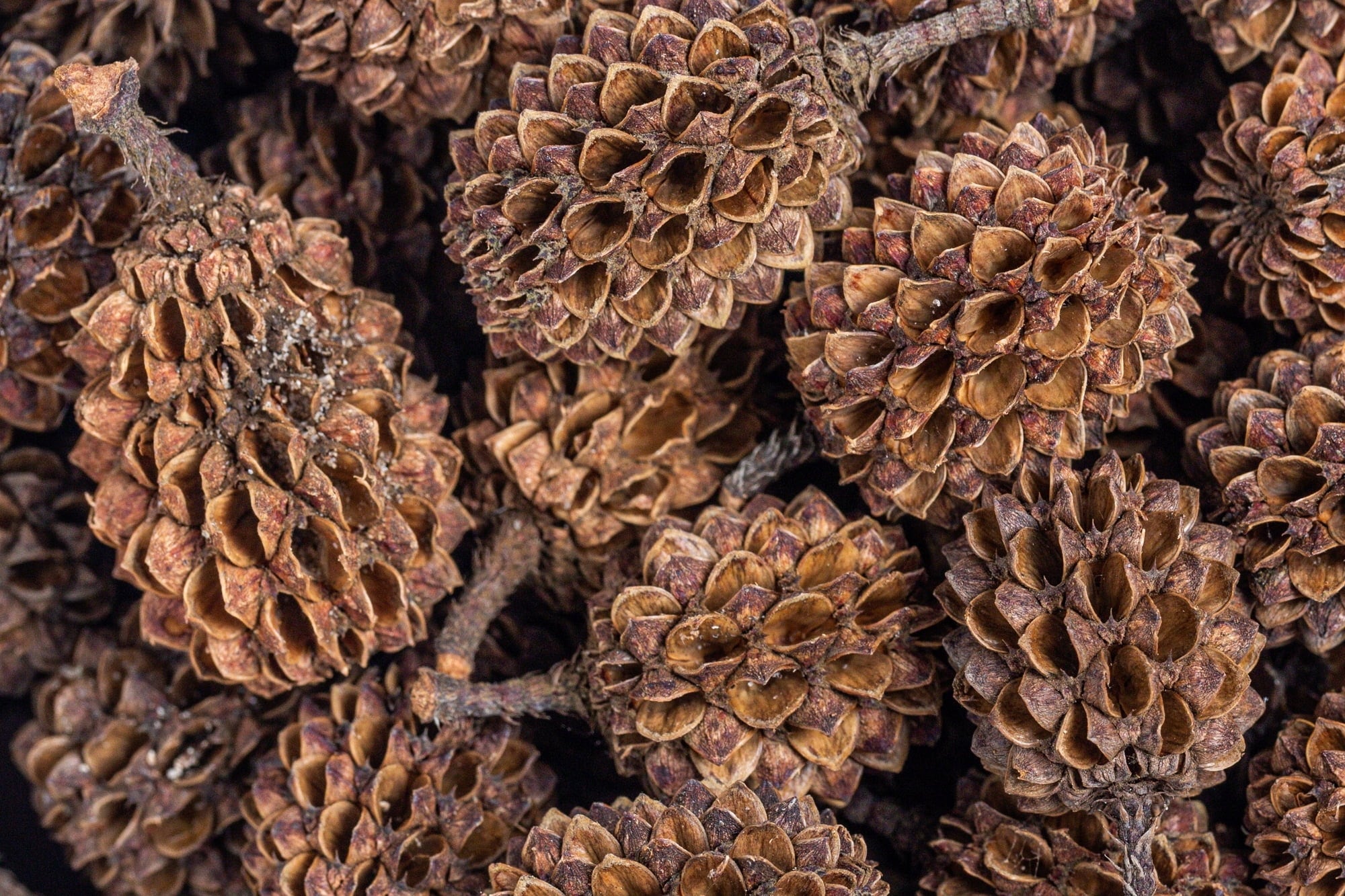 ARKA Casuarina Cones - 50 unidades
