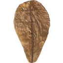 ARKA Catappa Leaves - L