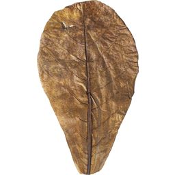 ARKA Catappa Leaves - L