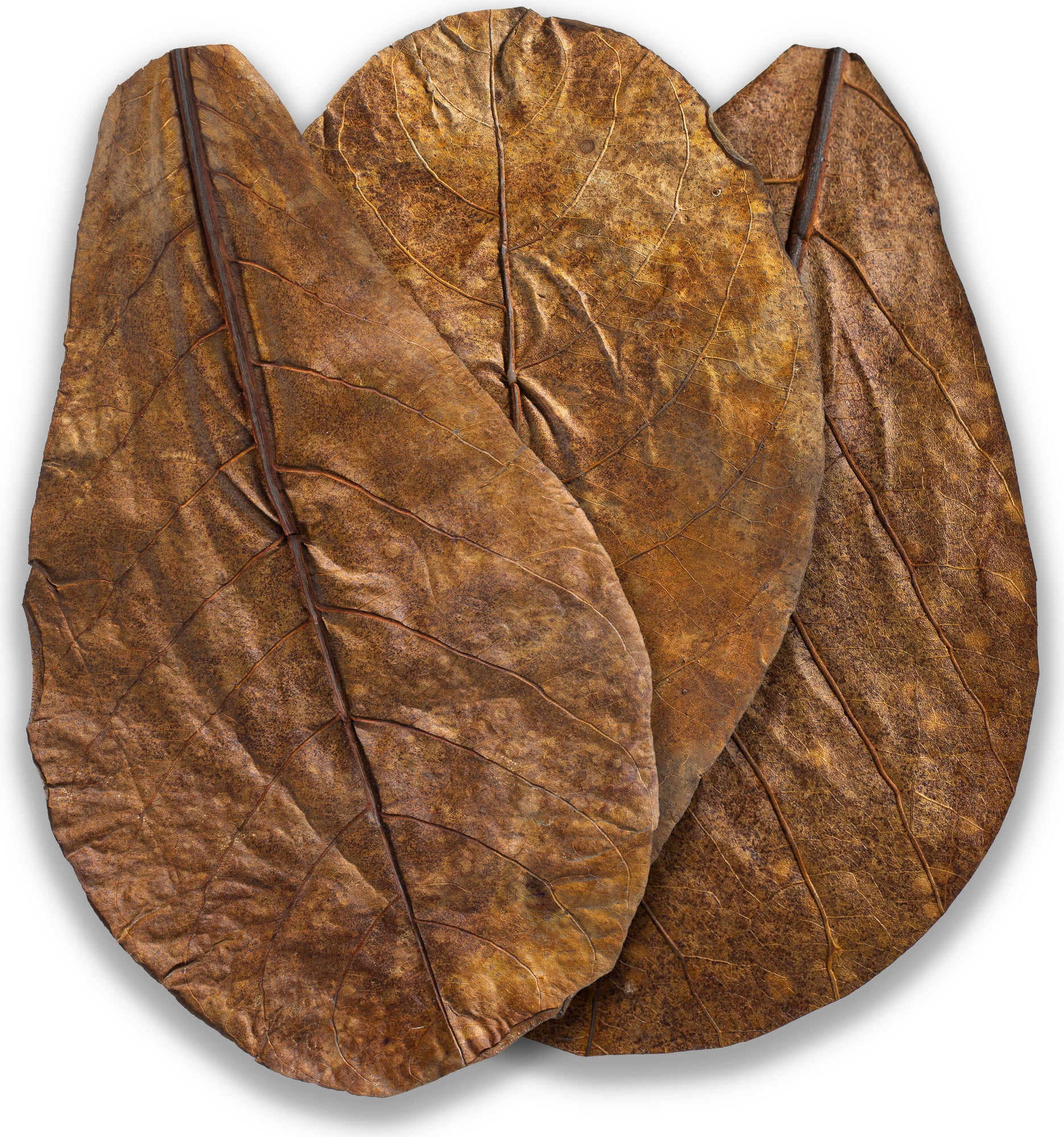 ARKA Catappa Leaves - M