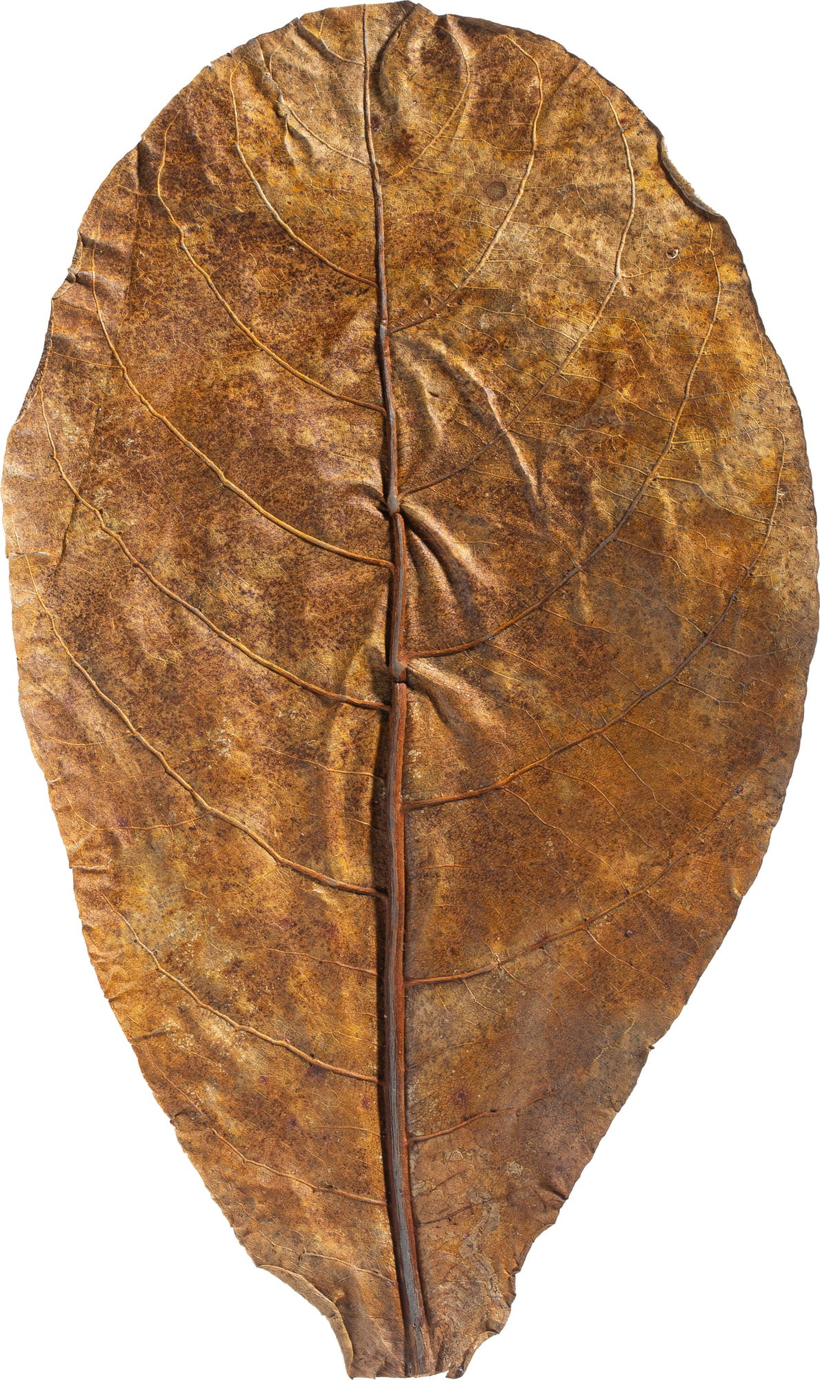 ARKA Catappa Leaves - M