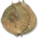 ARKA Dadap Leaves for Sprimp - L