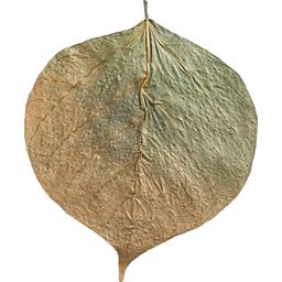 ARKA Dadap-Blätter für Garnelen - L