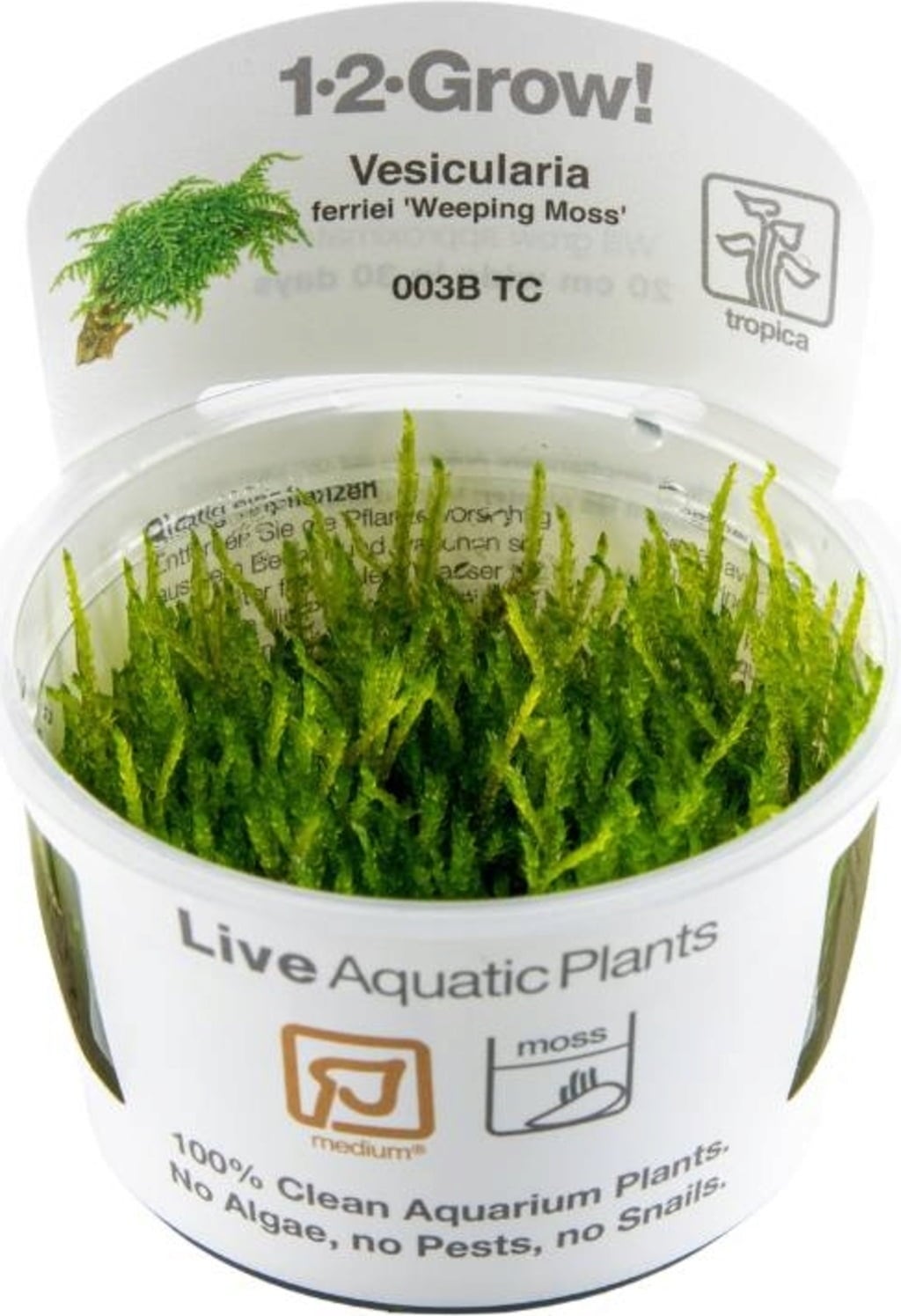 Tropica Vesicularia ferriei 'Weeping Moss' - 1 pz.
