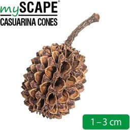 ARKA Casuarina Cones - 50 Pcs