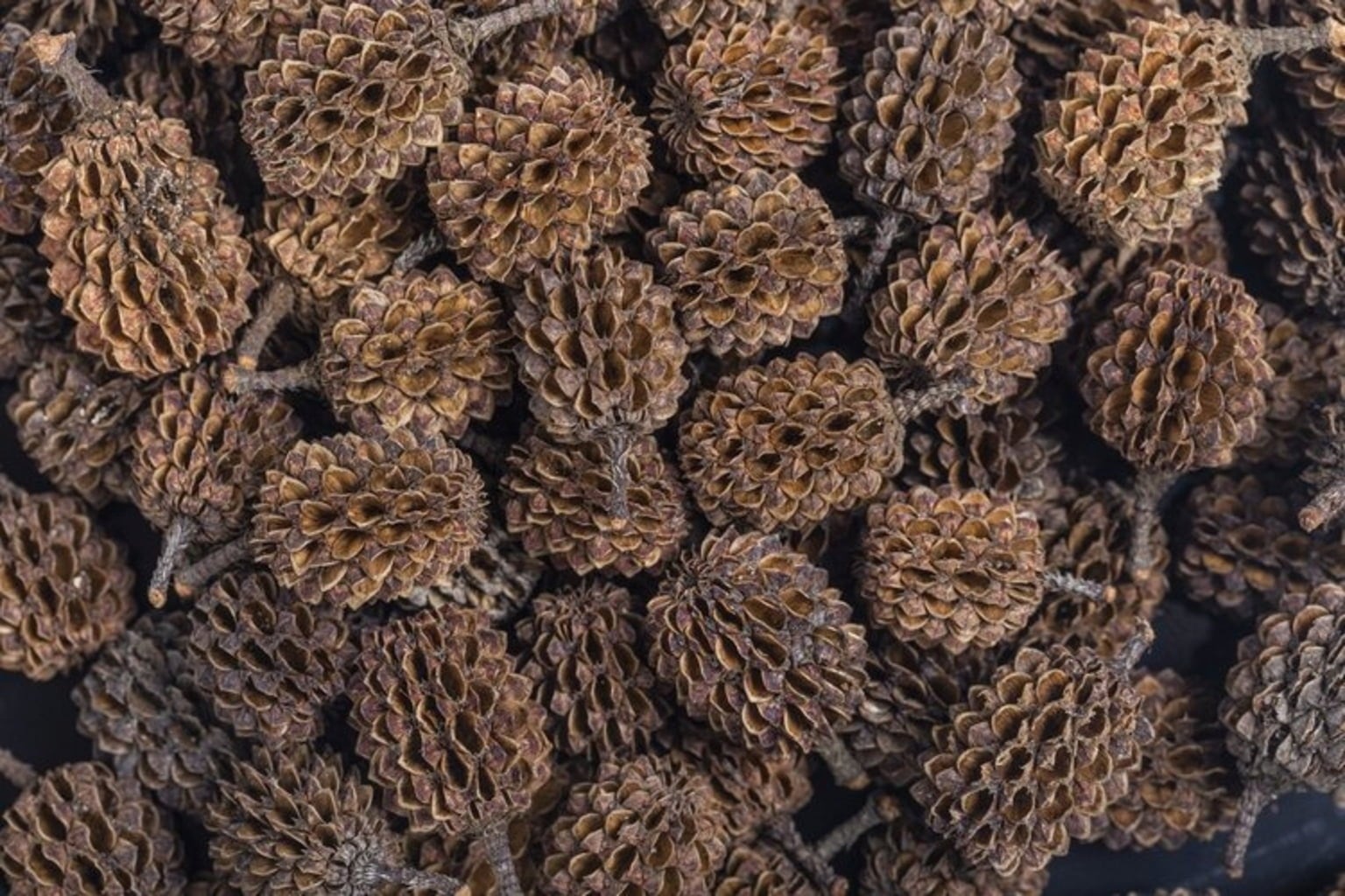 ARKA Casuarina Cones - 50 unidades