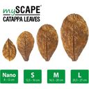 ARKA Catappa Leaves - Nano