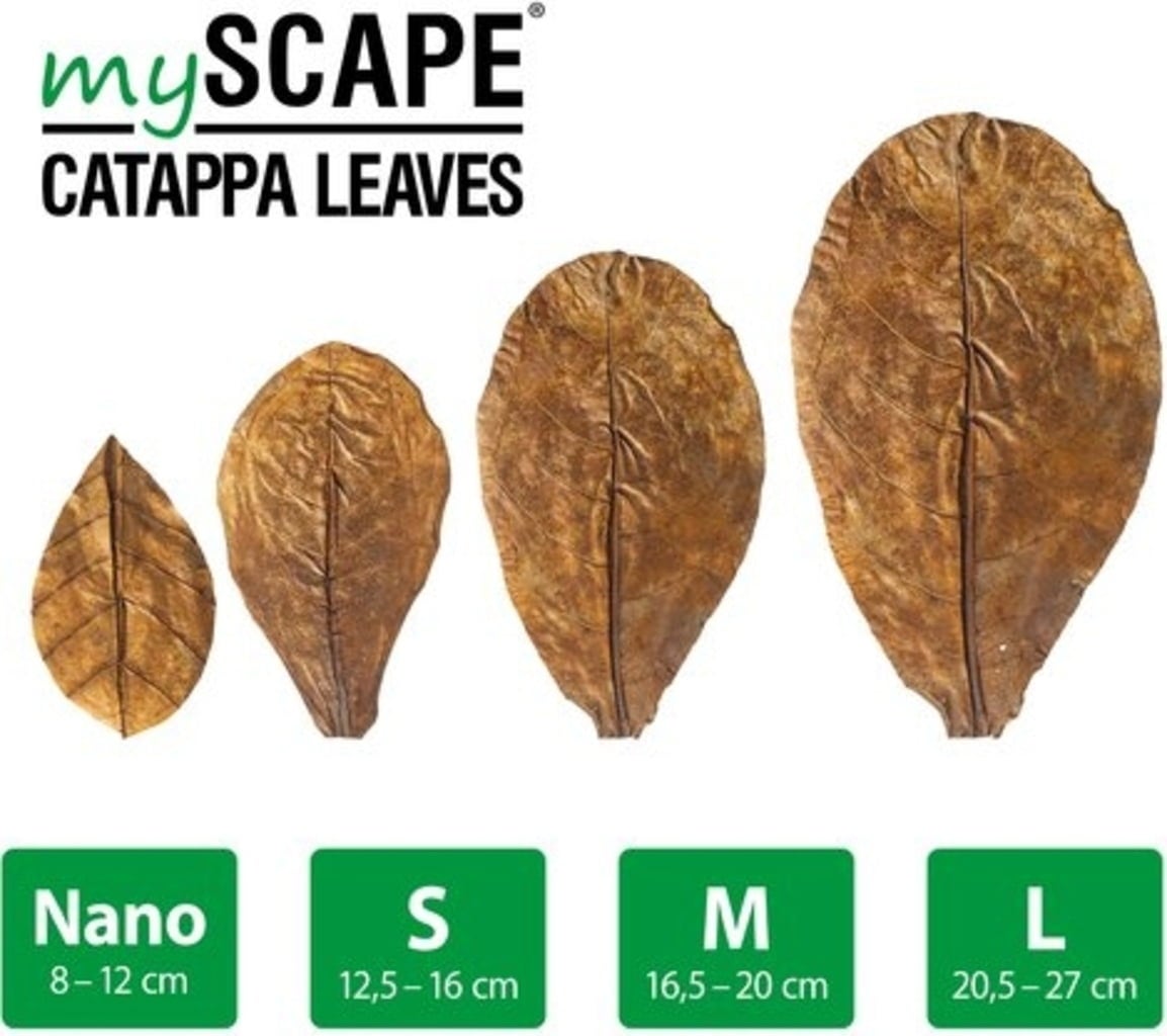 ARKA Catappa Leaves - M