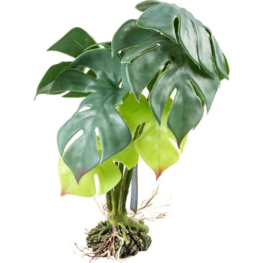 Terra Della Monstera Verde