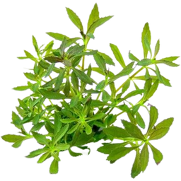 Dennerle Plants Limnophila hippuridoides - 1 pcs