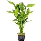 Dennerle Plants Echinodorus argentinensis - Grande