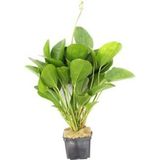 Dennerle Plants Echinodorus - Small Bear, velká