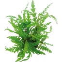 Dennerle Plants Hygrophila pinnatifida - 1 pcs