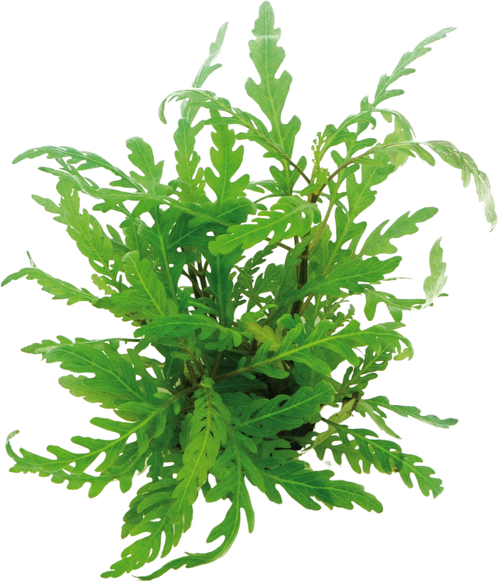 Dennerle Plants Hygrophila pinnatifida - 1 pcs