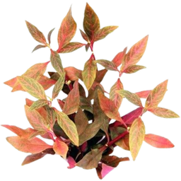 Dennerle Plants Alternanthera Reineckii Red Ruby - 1 stuk